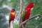 Red Parrot