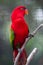 Red Parrot