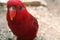 Red parrot