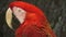 Red Parrot ARA