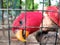 Red Parrot in Bird Cage. Parrot plying and biting the cage. Parrot head and beak close up macro.