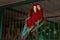 Red parrot in a cage