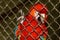 A red parrot in a cage. Claw and lattice