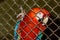 A red parrot in a cage. Claw and lattice