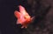 Red Parrot Cichlid, cichlasoma erythraeum