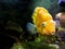 Red Parrot Cichlid fishes in aquarium. Orange Parrot fish on background blue water and green seaweed