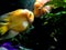 Red Parrot Cichlid fishes in aquarium. Orange Parrot fish on background blue water and green seaweed.