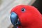 Red parrot close up look