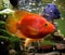 Red parrot fish