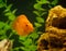 Red parrot fish in aquarium