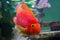 Red parrot fish in aquarium