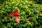 Red parrot in flight. Macaw flying, green vegetation in background. Red and green Macaw in tropical forest