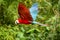 Red parrot in flight. Macaw flying, green vegetation in background. Red and green Macaw in tropical forest