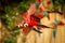 Red parrot in flight. Macaw flying, green vegetation in background. Red and green Macaw in tropical forest