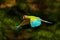 Red parrot in fly. Great Green Macaw, Ara ambigua, in tropical forest, Costa Rica, Wildlife scene from tropic nature. Blue and gre