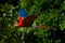 Red parrot in fly. Scarlet Macaw, Ara macao, in tropical forest, Costa Rica, Wildlife scene from tropic nature. Red bird in the fo