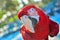 Red parrot guacamaya