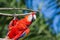 Red parrot itches branch