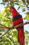 Red Parrot looking Premium Photo