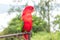 Red Parrot outside, tropical Bali island, Indonesia.