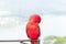 Red Parrot outside, tropical Bali island, Indonesia.