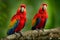 Red parrot pair Scarlet Macaw, Ara macao, bird sitting on the branch, Peru. Wildlife scene from tropical forest. Beautiful parrot