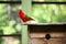 Red parrot perched on a bird house