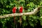 Red parrot in perching on branch, green vegetation in background. Red and green Macaw in tropical forest, Peru