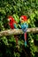 Red parrot in perching on branch, green vegetation in background. Red and green Macaw in tropical forest, Peru, Wildlife scene