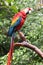 A red parrot resting on the trunk