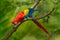 Red parrot Scarlet Macaw, Ara macao, in green tropical forest, Costa Rica, Wildlife scene from tropic nature. Wildlife in Costa Ri