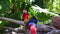 Red parrot Scarlet Macaw, Ara macao, two birds sitting on the branch.