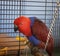 Red Parrot Sitting On His Swing