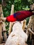 Red parrot.  Tropical bird.  Amazing colours