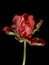 Red Parrot Tulip isolated on black background