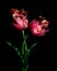 Red parrot tulips on a black background