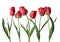 Red parrot tulips isolated on white background