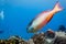 Red Parrotfish Sparisoma aurofrenatum swims on coral reef