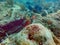 Red parrotfish swimming by soft coral and sea fans