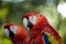 Red parrots