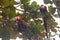 Red parrots birds in the Pantanal, Brazil