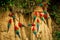 Red parrots on clay lick eating minerals, Red and green Macaw in tropical forest, Brazil, Wildlife scene from tropical nature