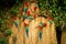 Red parrots on clay lick eating minerals, Red and green Macaw in tropical forest, Brazil, Wildlife scene from tropical nature