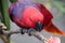 Red parrots are eating on twig branches