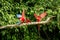 Red parrots landing on branch, green vegetation in background. Red and green Macaw in tropical forest, Peru, Wildlife scene