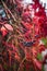 Red Parthenocissus tricuspidata Virginia creeper with berries in autumn`s morning