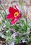 Red Pasque Flower