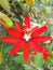 Red Passiflora coccinea flower