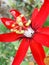 Red Passiflora coccinea flower