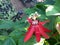 Red passiflora incamata